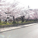 Hakusuien - 桜の時期は　二階から　桜の海です。