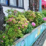 ウィンドー - 「お店様の回りの花々」です①