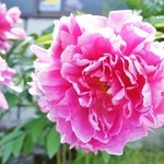 ウィンドー - 「お店様の回りの花々」です②