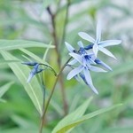 ウィンドー - 「お店様の回りの花々」です③