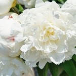 ウィンドー - 「お店様の回りの花々」です⑤