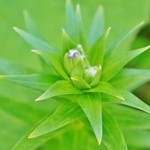 ウィンドー - 「お店様の回りの花々」です⑥