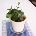 ウィンドー - 店内のご紹介です⑥