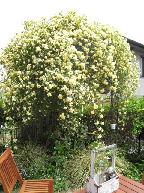 ケセラ Chesara 日生中央 カフェ 食べログ