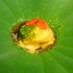 蓬左茶寮 - =錦玉羹(おくら・赤万願寺唐辛子)=