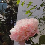 Tokyo Garden - お花がきれい