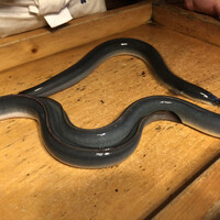 日本料理 梅林 -  日本料理 梅林 -