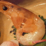 うぶか - 向付　ボタンエビ　山葵と割醤油で