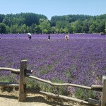 とみたメロンハウス - 