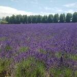 とみたメロンハウス - 