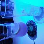 シンジ - オシャレーな♪