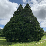 加登屋旅館 - 温泉地の近くにある
            通称「トトロの木」見る価値ありです！