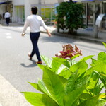 レストラン三好弥 - それにしてもいい天気だ、久々 ……