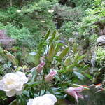 和田乃屋 - カウンターからの眺め。鯉が遊ぶ池、細く流れ落ちる滝を見ながらの一服。なんと風流なことでしょう！