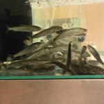 鮎知 - 店内の水槽で元気に泳ぐ稚鮎