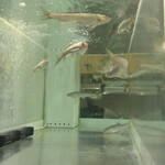 Aichi - 店内の水槽で元気に泳ぐ若鮎