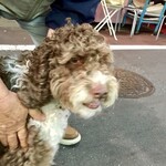 肉のまえかわ - 