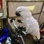 肉のまえかわ - オウムのマリコちゃん