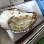 高栄水産 - 岩牡蠣