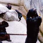  隠庵ひだ路 - クマ牧場