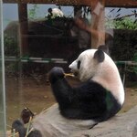 上野動物園 バードソング - それでは1回目の観覧～小庭に居るお父さんパンダのリーリーはうまく撮れなかったのでシャンシャン親子の居る大きな庭から。