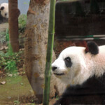 上野動物園 バードソング - お母さんパンダのシンシンは暑くても食欲の衰えがなさそう、、、竹選びの目が真剣だね。一方、シャンシャンも暑さを気にせず、奥の方で遊んでいます。