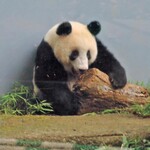 上野動物園 バードソング - 何をしてるのかと思ったら、丸太で遊んでるんだね。楽しそう～