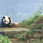 上野動物園 バードソング - シャンシャンの目線がお母さんの方に、、、