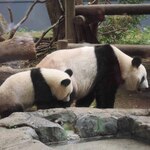 上野動物園 バードソング - お母さんが歩き出したので、あわてて付いて行こうとしてるね。1人で遊んでいても、お母さんが見える所にいたいんだね。ちびつぬ「まだまだ甘えん坊さんね～」