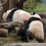 上野動物園 バードソング - お母さんのお尻にかじりつきながら歩いて行くのがおもしろいな～ちびつぬ「電車ごっこみたい～」あっという間に1回目の観覧は終了。