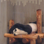 上野動物園 バードソング - 2回目の観覧～お父さんのリーリーは昨日と同じで朝食後は、お部屋に入ってお昼寝タイムです。ちびつぬ「規則正しい生活をしてるのね～」