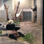 上野動物園 バードソング - シャンシャン親子もお部屋に。お母さんはやっぱりお食事中、シャンシャンは飼育員さんが出入りするドアによじ登って遊んでいたよ。ちびつぬ「スパイダーシャンね～」