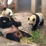 上野動物園 バードソング - お食事中のお母さんを邪魔をしに来た模様。