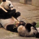 上野動物園 バードソング - でも、お母さんの華麗な足さばきでシャンシャンはあっという間に撃退されたよ。ヘソ天になるシャン。ちびつぬ「シンシンママの鉄壁なディフェンスね！」