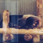 上野動物園 バードソング - おやつを食べたら3回目の観覧～リーリーはまだお昼寝中、、、今回もいろいろ見えちゃってるねえ・・・ちびつぬ「シャンちゃんとお母さんを見に行きましょ」