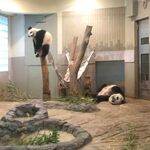 上野動物園 バードソング - ば、ばぁ～ん！なんだこりゃ～？どうなってるの？(注) 事件現場ではありません。パンダの親子が寝ているだけです。ちびつぬ「シャンちゃんとお母さんもすごい寝相ねえ」