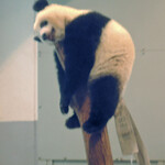 上野動物園 バードソング - シャンシャンは洗濯したパンダのぬいぐるみを干してるみたい。笑ったようなお顔のまま寝てるよ、、、こうして3回目の観覧もあっという間に終了。パンダってどうしてこんなにおもしろいんだろ。できれば閉園時間まで観覧していたかったけど、次の予定があるのでボキらは上野動物園を後にします。