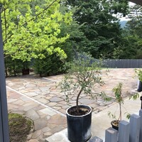 アコルドゥ - 素敵なお庭