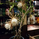 ムーンシャイン - 