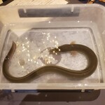 プレゼンテ スギ - 天然鰻