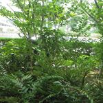 ウエスト青山ガーデン - 