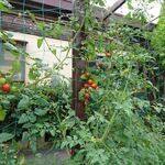 ステーキ・洋食のTANTO屋 - 2020.7