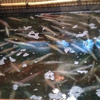 稚加榮 本店 - 呼子の槍烏賊
                