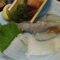 稚加榮 本店 - 呼子の槍烏賊　活き作り
                