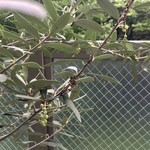 いりむら - 新たにCipressino種のオリーブの実が膨らんできた