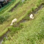 いりむら - 近所の駐車場では山羊放牧による雑草刈りが行われている