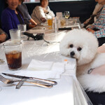 エビスエスクラッシコ - B-day Girl!!