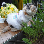 エビスエスクラッシコ - ミーちゃんも！パーティー・ドレスで参加