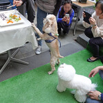 エビスエスクラッシコ -  Brian's turn before mine