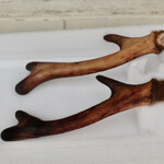 酒とタイ料理 ピッサヌローク - 鹿の角